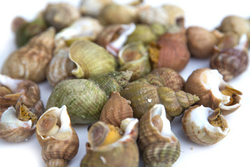 Coquillages