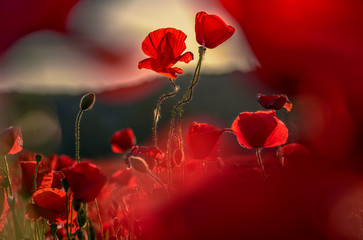 poppy flowers close up in the field