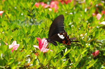 Fototapeta premium モンキアゲハ