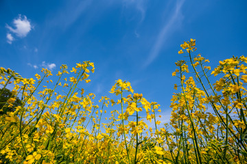 Obraz premium closeup yellow rape flowers on a blue sky background