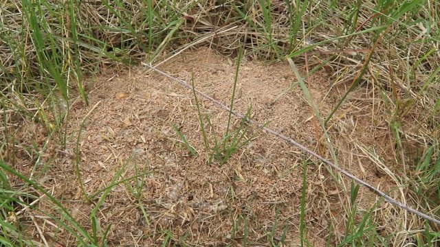 The movement of ants living in the soil. An anthill in a meadow