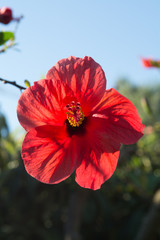 Beautiful red hibiscus flower in the tree blossoming in the garden, close up, copy space