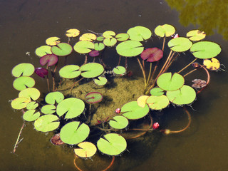 Round leaves floating on pond