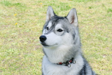 シベリアンハスキー
