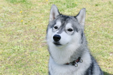 シベリアンハスキー
