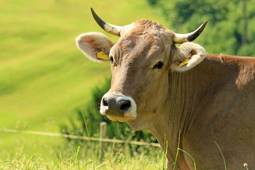 Kuh - Allgäu - gesund - Milch - Alpe - Braunvieh