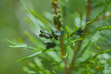 pine caterpillar