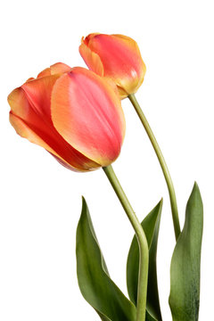 Pair tulips isolated on a white background