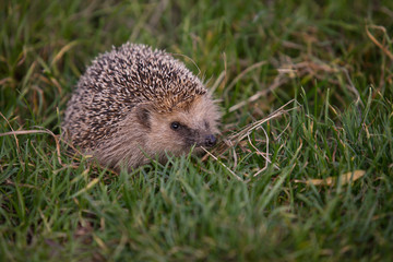 Igel