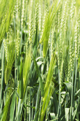 Ears of wheat closeup green wheat fields. Shallow depth of field