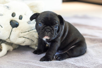 Lovely french bulldog puppy sitting on a grey blanket with her toy © littlehandstocks