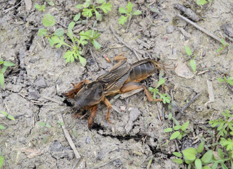 A big Gryllotalpa gryllotalpa on the ground. Gryllotalpa gryllotalpa is trying to dig a burrow.
