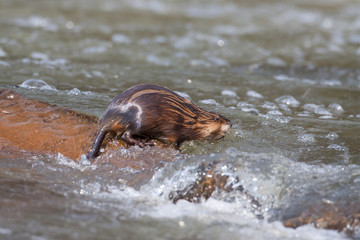Fototapeta premium Bisam
