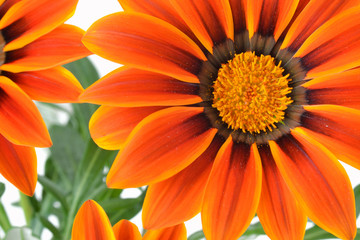 Gazania flower macro