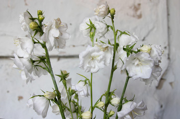 White flowers. Summer flowers