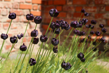 Tulips Black Hero. Black tulips near brick wall.