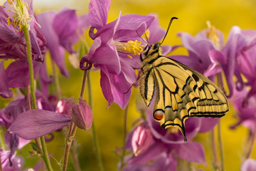Schmetterling