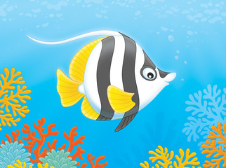 butterfly fish 