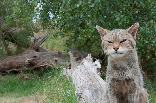 Grumpy Scottish Wild Cat sitting fallen tree looking into camera