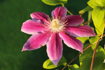 Pink clematis in the summer garden. Summer flowers. Clematis