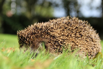Hedgehog