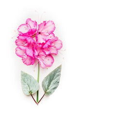 Floral composing with Pink flower with green leaves on white background