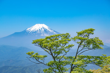 Fototapeta premium 西丹沢から見る富士山