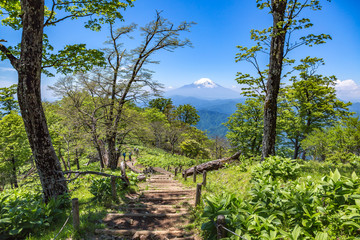 Fototapeta premium 丹沢の登山道