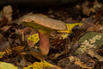 Steinpilz