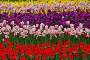 flowerbed with red, pink, yellow and purple tulips in the park