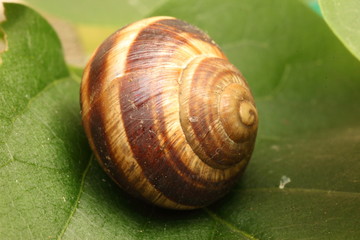 Orchard snail (Helix pomatia). Snails closeup.