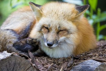 Renard roux couché sur un tas de bois
