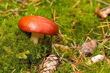 Pilz