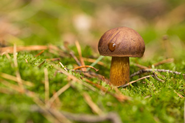 Steinpilz