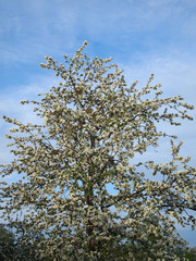 Photo of a blossoming apple tree