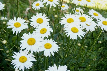 Obraz premium Field of chamomiles
