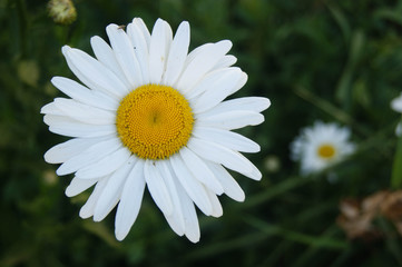 Chamomile on a green background