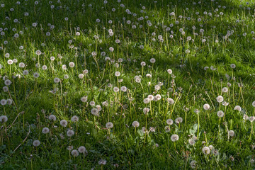 pusteblumen wiese