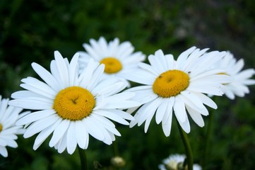 Obraz premium Field of chamomiles