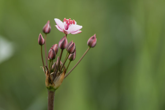 Flowering rush (Butomus umbellatus) plant in flower. Pink flowers in umbel on plant in the family Butomaceae, showing large distinctive red stamens