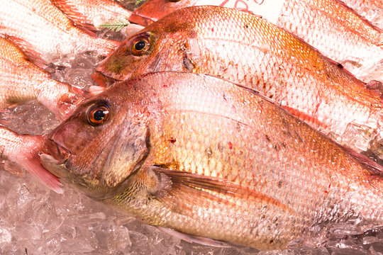 Seafood market Red snapper