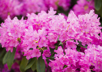 Fototapeta premium Pink rhododendron