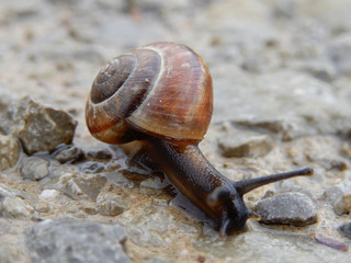 Schnecke auf Feldweg