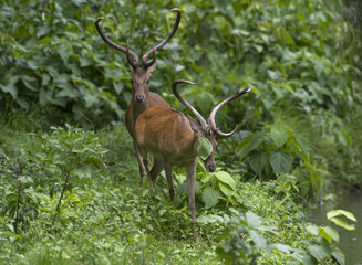Rucervus eldii (wild deer in nature)