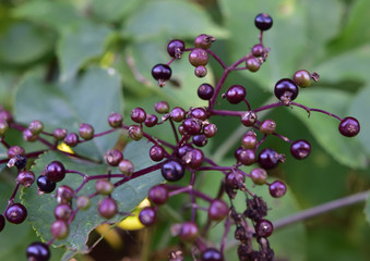 Bordeaux Beeren