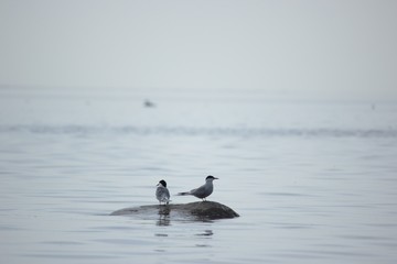 Common tern