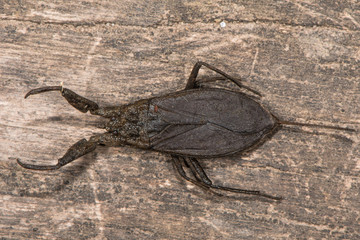 Water scorpion (Nepa cinerea) from above. Predatory aquatic bug in the family Nepidae, with caudal process that acts as breathing tube