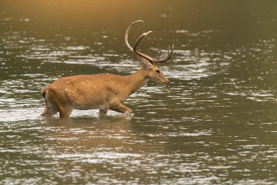 Rucervus eldii (wild deer in nature)