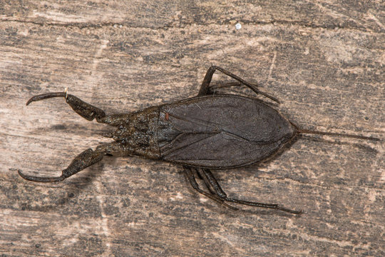 Nepidae Water Scorpion
