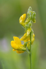 Meadow vetchling (Lathyrus pratensis) raceme profile. Yellow flowers on clambering plant in the pea family (Fabaceae), common in rough grassland